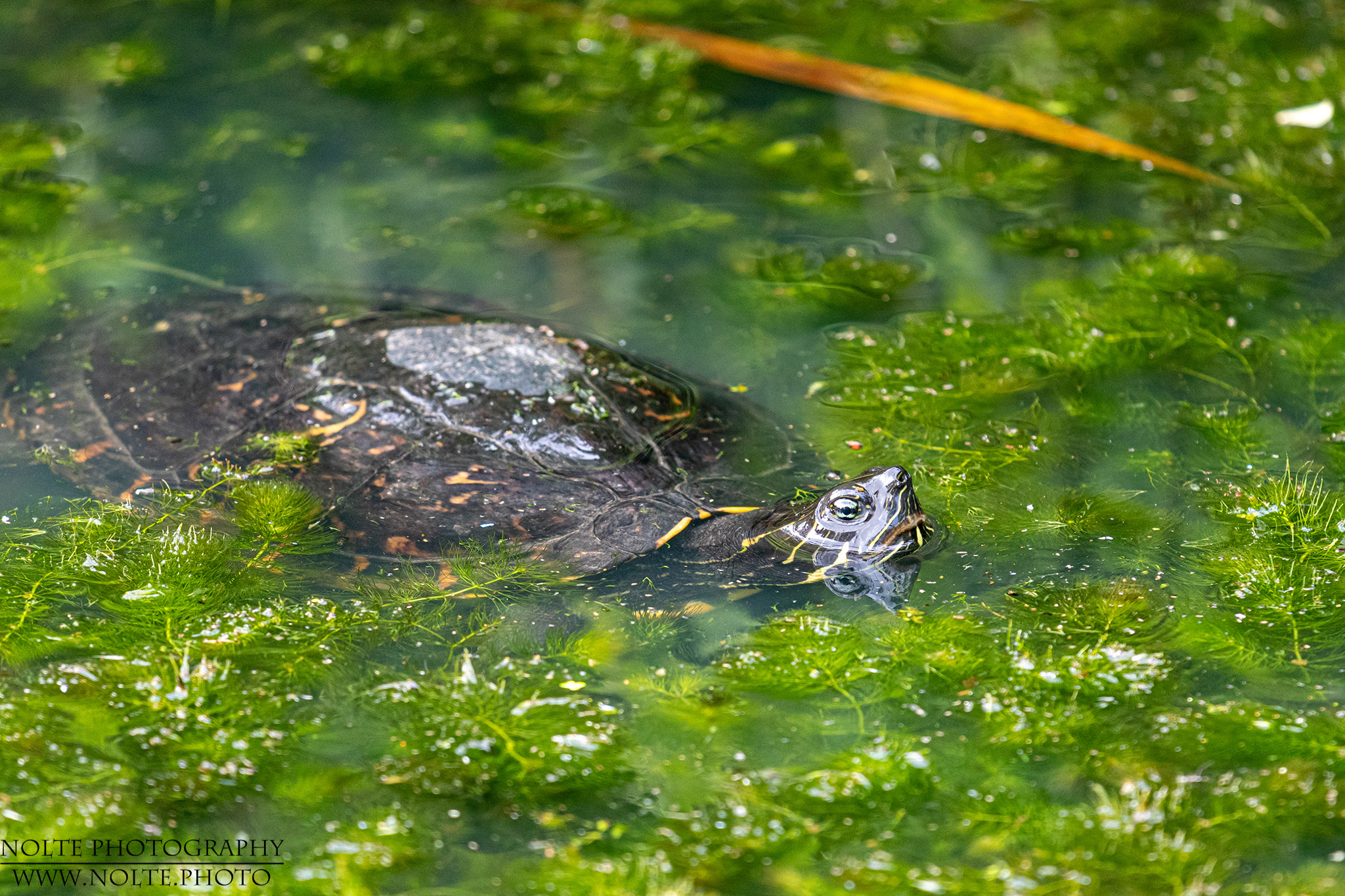 Schildkröte im Wasser